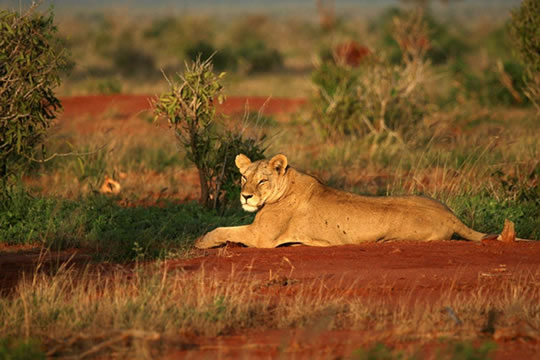 2 Days Tsavo East Safari